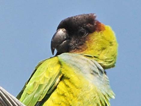 Nanday Parakeet (Nandayus nenday)