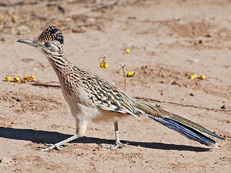 Cuculiformes - Roadrunners, Cuckoos