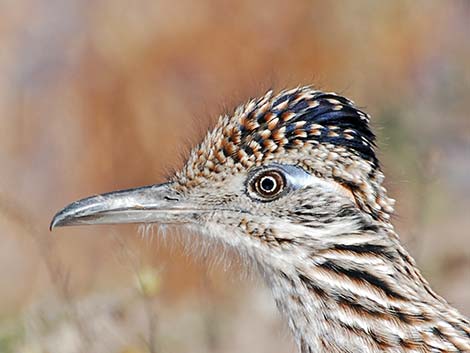 Greater Roadrunner (Geococcyx californianus)