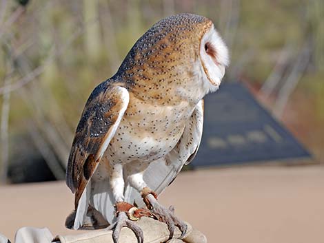 Barn Owl (Tyto alba)