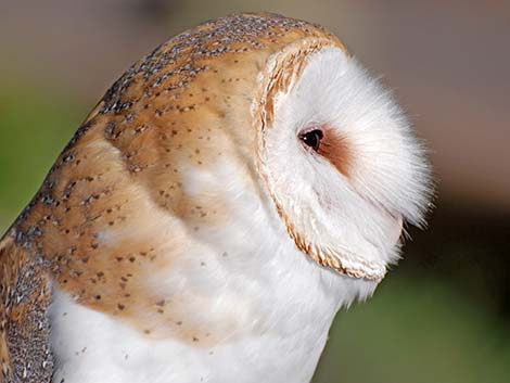 Barn Owl (Tyto alba)