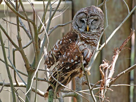 Barred Owl (Strix varia)