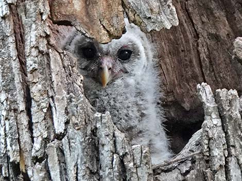 Barred Owl (Strix varia)