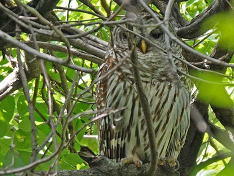 Barred Owl (Strix varia)