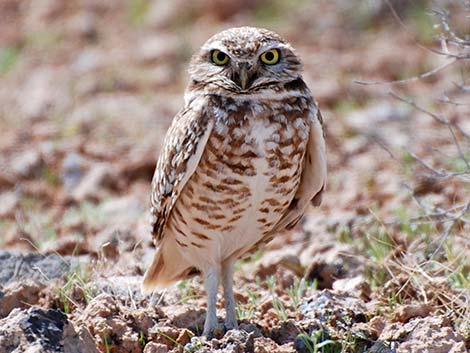 Burrowing Owl (Athene cunicularia)