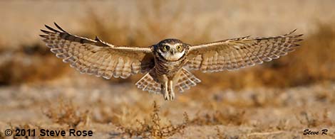 Burrowing Owl (Athene cunicularia)