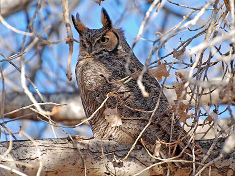 Great Horned Owl (Bubo virginianus)