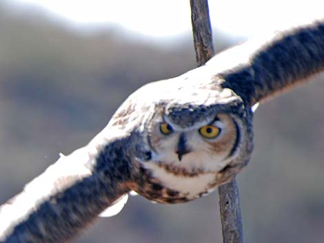 Great Horned Owl (Bubo virginianus)