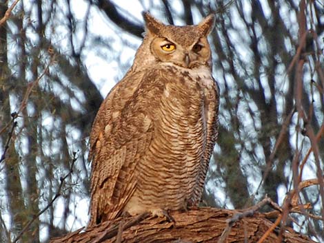 Great Horned Owl (Bubo virginianus)