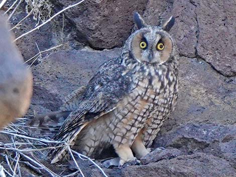 Long-eared Owl (Asio otus)