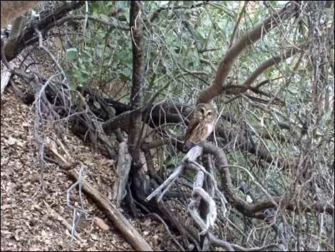 Northern Saw-whet Owl (Aegolius acadicus)