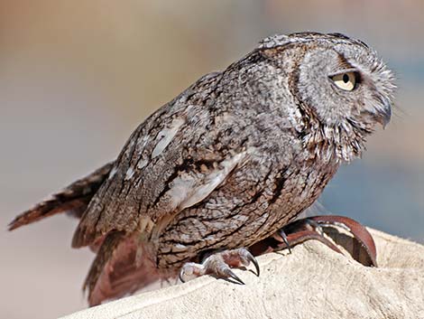 Western Screech-Owl (Otus kennicottii)