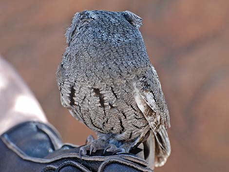 Western Screech-Owl (Otus kennicottii)