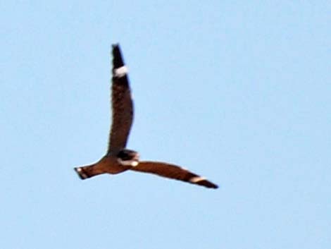 Lesser Nighthawk (Chordeiles acutipennis)