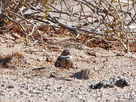 Lesser Nighthawk (Chordeiles acutipennis)