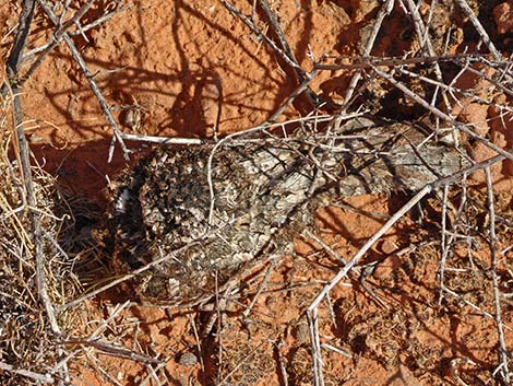 Common Poorwill (Phalaenoptilus nuttallii)