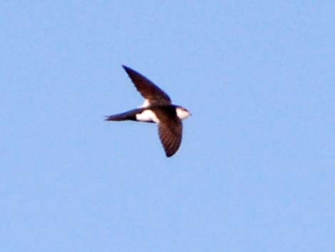 White-throated Swift (Aeronautes saxatalis)