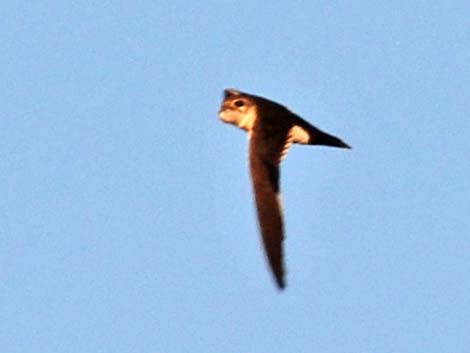 White-throated Swift (Aeronautes saxatalis)