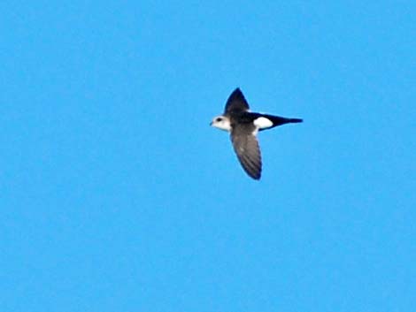 White-throated Swift (Aeronautes saxatalis)