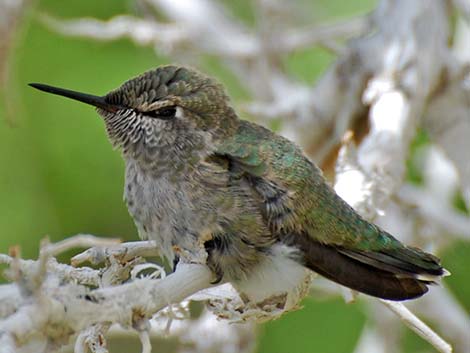 Anna's Hummingbird (Calypte anna)