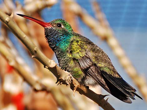 Broad-billed Hummingbird (Cynanthus latirostris)