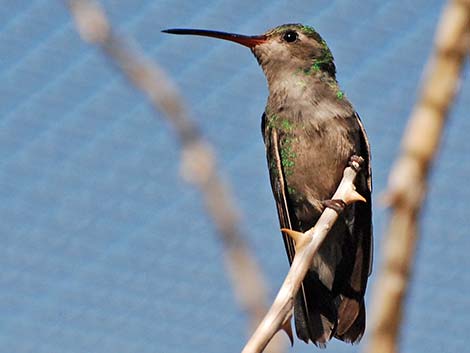 Broad-billed Hummingbird (Cynanthus latirostris)