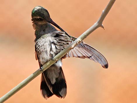 Broad-billed Hummingbird (Cynanthus latirostris)