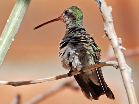 Broad-billed Hummingbird (Cynanthus latirostris)