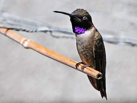 Black-chinned Hummingbird (Archilochus alexandri)