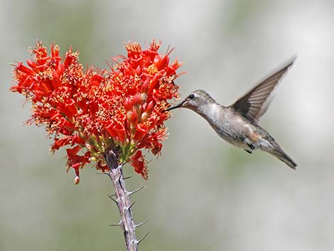 Black-chinned Hummingbird (Archilochus alexandri)