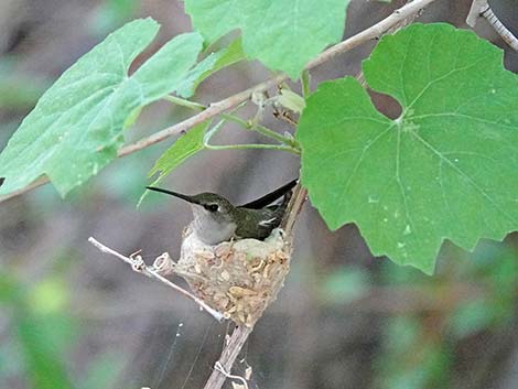 Black-chinned Hummingbird (Archilochus alexandri)