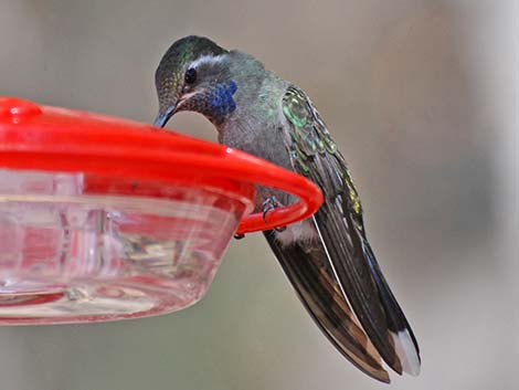 Blue-throated Hummingbird (Lampornis clemenciae)