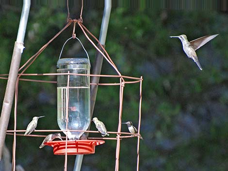 Blue-throated Hummingbird (Lampornis clemenciae)