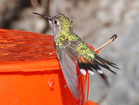 Broad-tailed Hummingbird (Selasphorus platycercus)