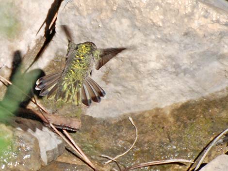 Broad-tailed Hummingbird (Selasphorus platycercus)