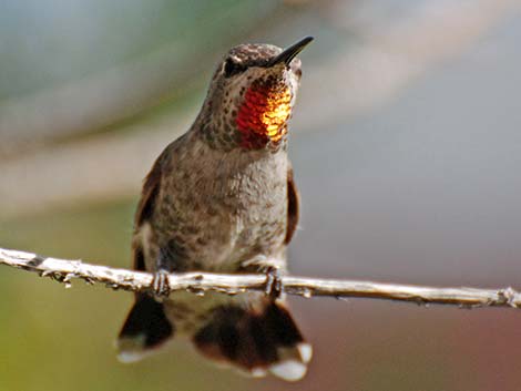 Broad-tailed Hummingbird (Selasphorus platycercus)