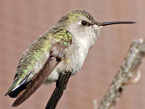 Costa's Hummingbird (Calypte costae)