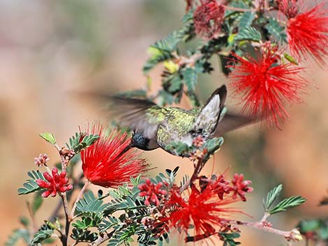 Costa's Hummingbird (Calypte costae)