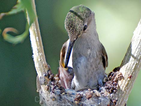 Costa's Hummingbird (Calypte costae)