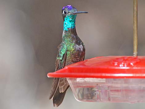 Rivoli's Hummingbird (Eugenes fulgens)