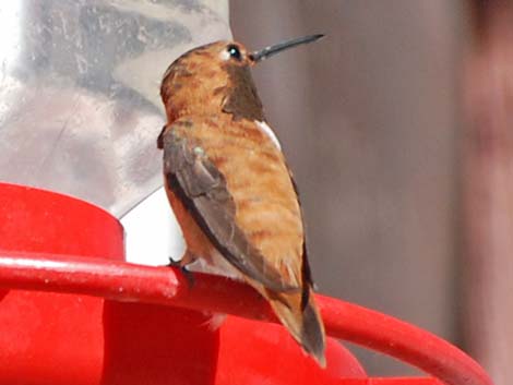 Rufous Hummingbird (Selasphorus rufus)