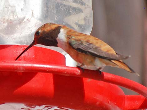 Rufous Hummingbird (Selasphorus rufus)