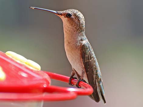 Rufous Hummingbird (Selasphorus rufus)