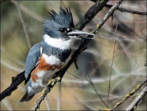 Coraciiformes - Kingfisher