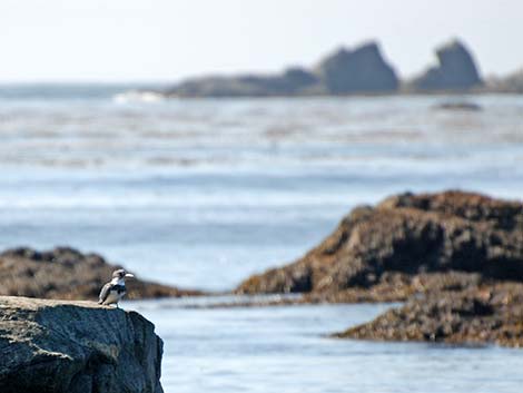 Belted Kingfisher (Ceryle alcyon)