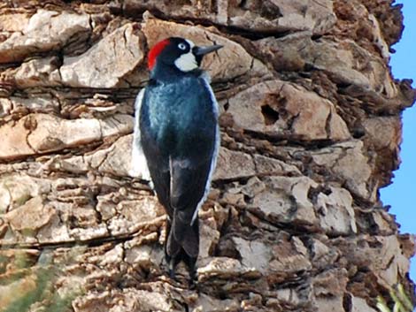 Acorn Woodpecker (Melanerpes formicivorus)