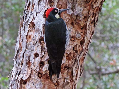 Acorn Woodpecker (Melanerpes formicivorus)