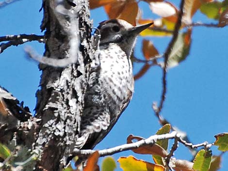 Arizona Woodpecker (Picoides arizonae)