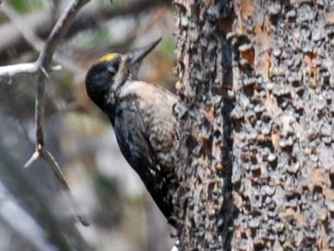 Black-backed Woodpecker (Picoides arcticus)