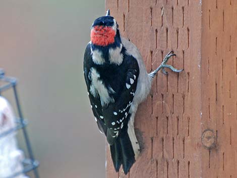 Downy Woodpecker (Picoides pubescens)